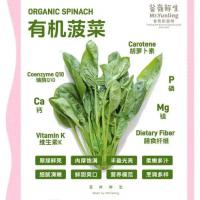 有机菠菜 精选装