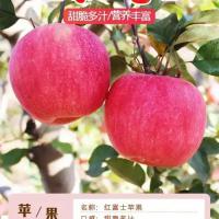 有机红富士苹果 散装批发
