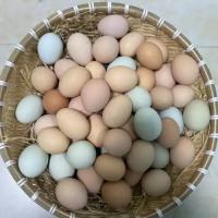 农家笨鸡蛋 精选装