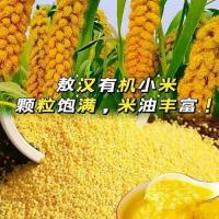 有机黄小米 散装批发